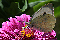 Pieris brassicae Pieris brassicae